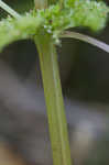 Canadian clearweed